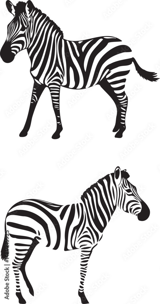 Obraz premium Zebra standing vector isolated on white background