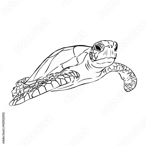 Sea turtle drawing black lines on a white background.