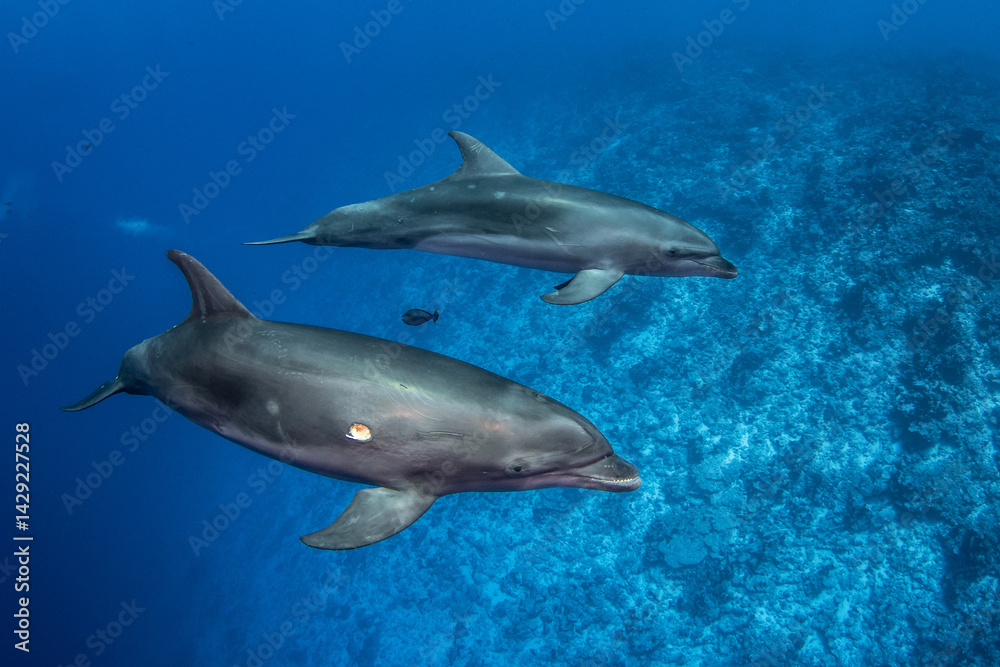 Dolphin in the blue Dolphin in the blue
