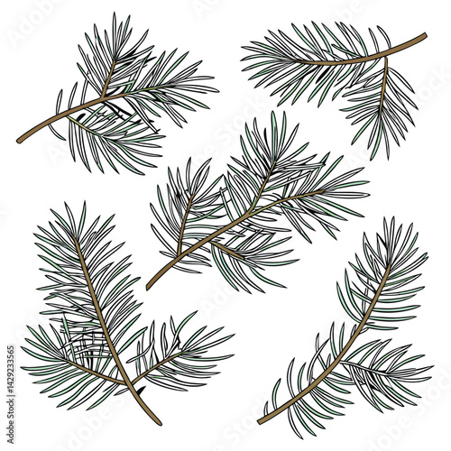 branches of pine