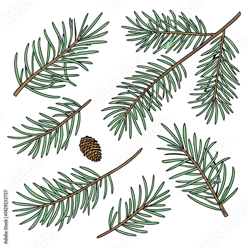 fir tree branches with cones