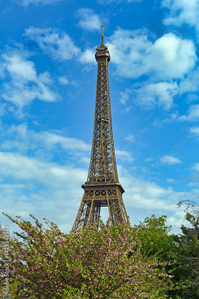 Fototapeta premium Eiffel tower and cherry blossoms tree,april in Paris