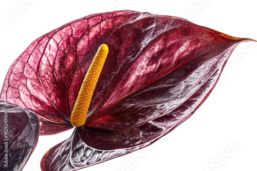 A deep crimson anthurium flower its rich texture and vibrant yellow spadix captivating against a stark on transparent background
