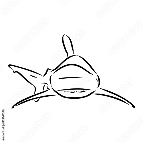 great white shark drawn in ink freehand sketch logo