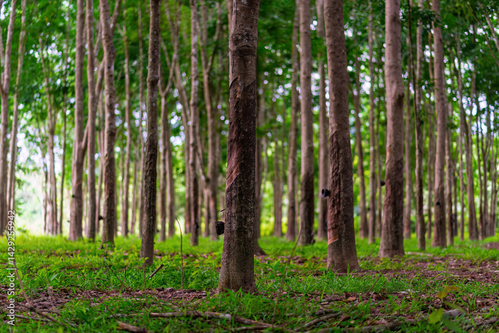 Fototapeta premium Mature Hevea Brasiliensis Rubber Tree Plantation Cultivating Sustainable Latex for Ethical Manufacturing and Supply Chain Transparency
