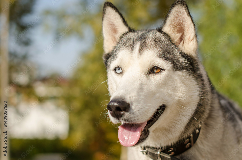 Obraz premium Close-up of siberian husky with striking heterochromia. Sunlight illuminates its face, highlighting blue and brown eyes. Blurred greenery creates serene backdrop