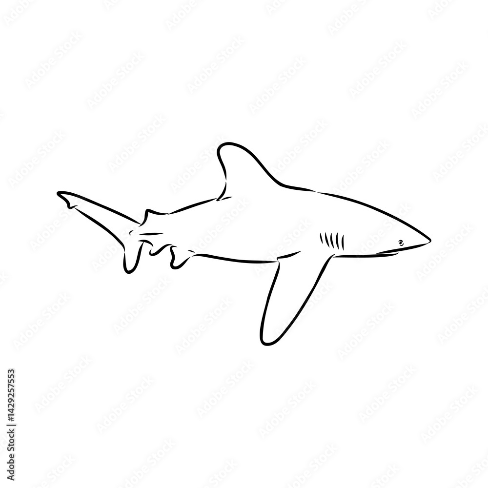 great white shark drawn in ink freehand sketch logo great white shark drawn in ink freehand sketch logo