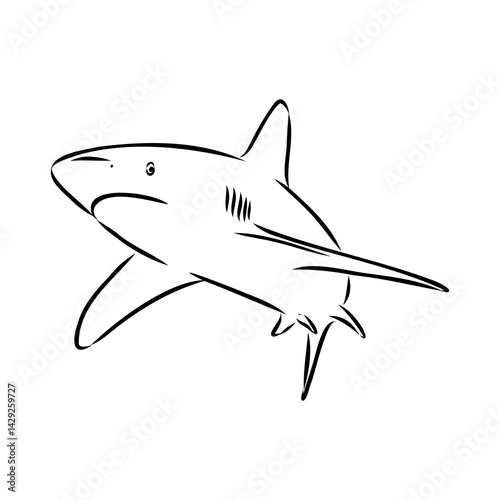 great white shark drawn in ink freehand sketch logo