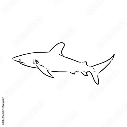 great white shark drawn in ink freehand sketch logo