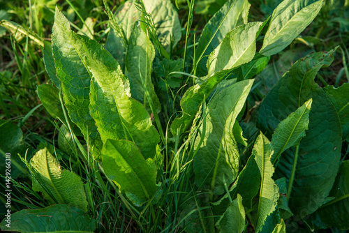 Rumex patientia, patience dock,