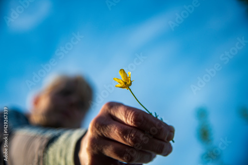 Girl take yellow flower from nature, 