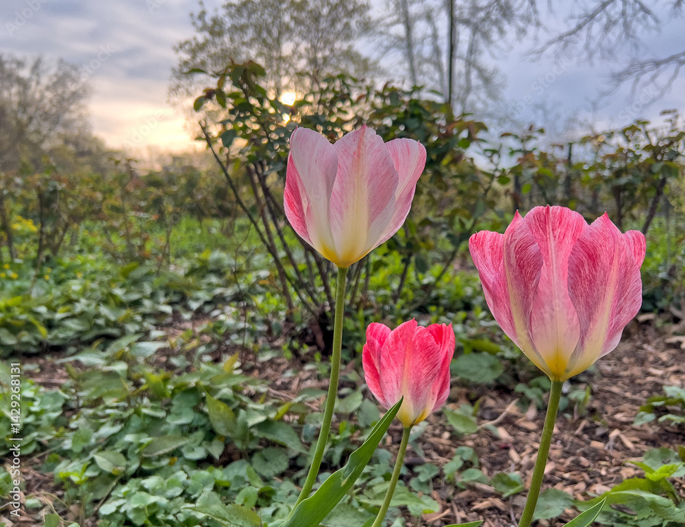Tulip in bloom, early spring