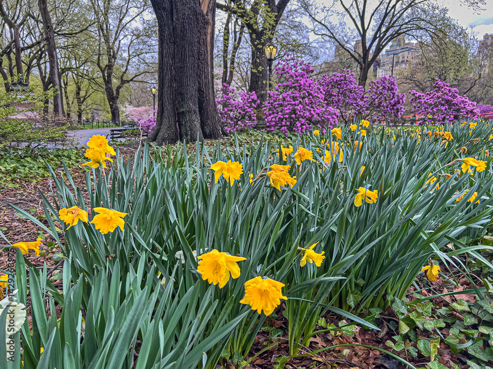Central Park in spring