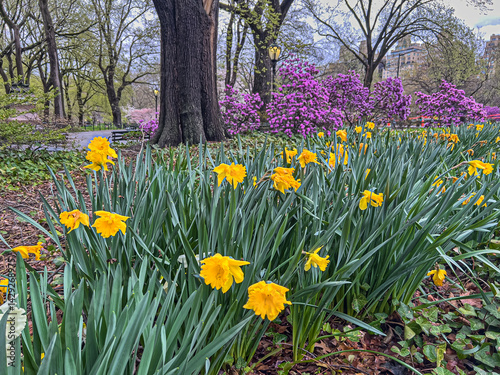 Obraz na płótnie Central Park in spring w salonie