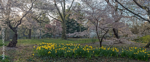 Obraz na płótnie Central Park in spring w salonie