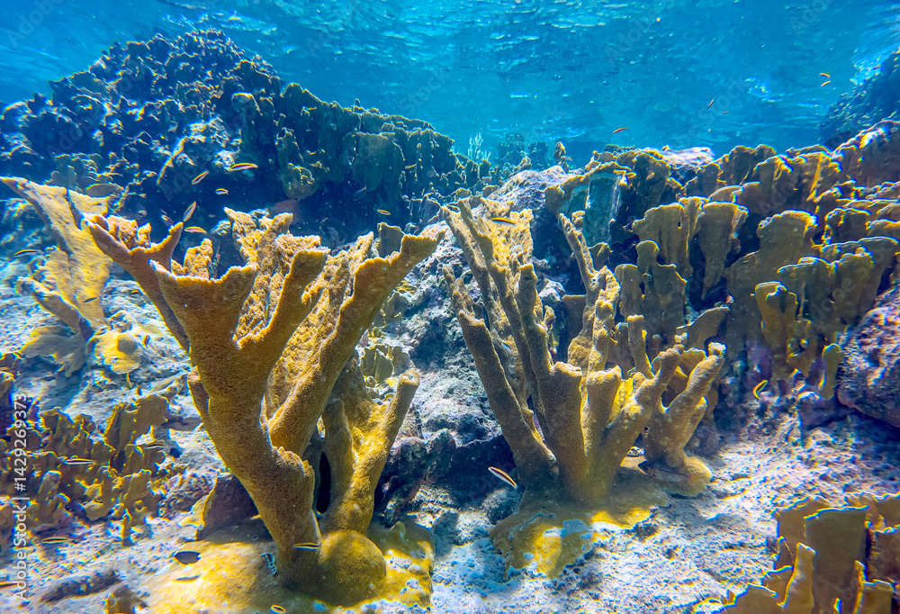 Elkhorn coral ,Acropora palmata
