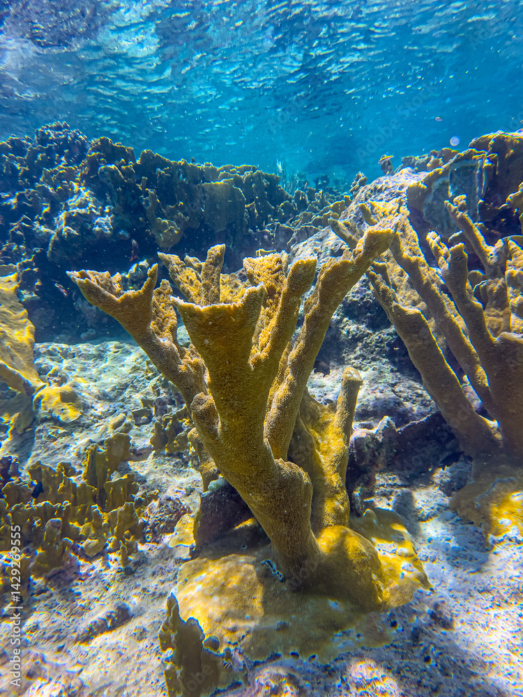 Elkhorn coral ,Acropora palmata