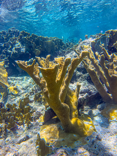 Obraz na płótnie Elkhorn coral ,Acropora palmata w salonie