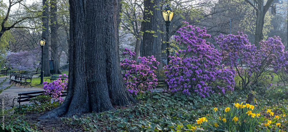 Central Park in spring