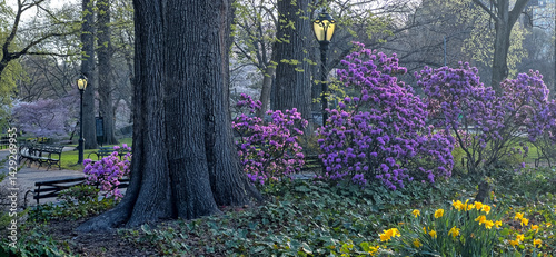 Obraz na płótnie Central Park in spring w salonie