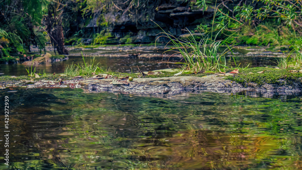 View of some grass and moss growing in a stone island in a colorful water creek, in a forest in the eastern Andean mountains of central Colombia. View of some grass and moss growing in a stone island in a colorful water creek, in a forest in the eastern Andean mountains of central Colombia.
