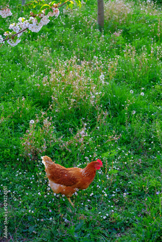 Chickens run free-range in the garden among the blossoming apple trees, poultry frolicking on the lawn