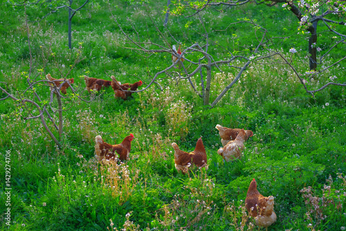 Chickens run free-range in the garden among the blossoming apple trees, poultry frolicking on the lawn