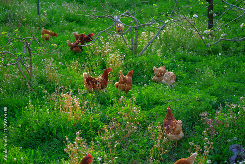 Chickens run free-range in the garden among the blossoming apple trees, poultry frolicking on the lawn