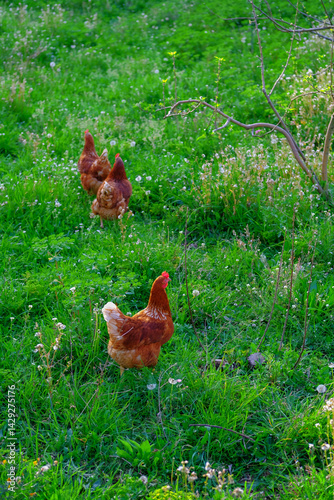 Chickens run free-range in the garden among the blossoming apple trees, poultry frolicking on the lawn