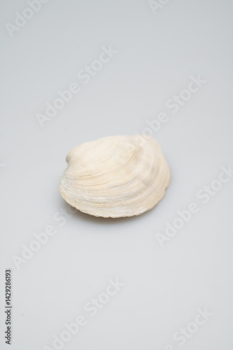 Close-up of a delicate white seashell on a light gray surface
