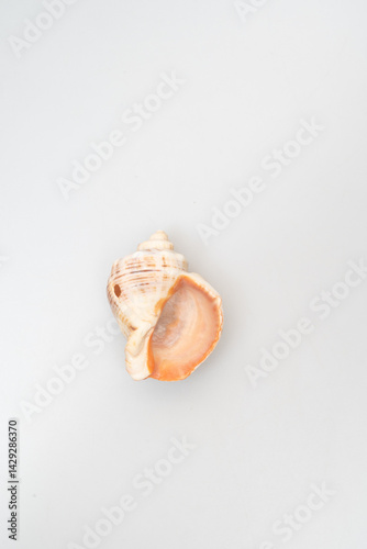 Close-up of a delicate white seashell on a light gray surface