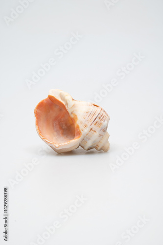 Close-up of a delicate white seashell on a light gray surface