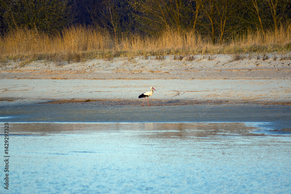 Bocian chodzący po brzegu plaży nad morzem w piękny słoneczny dzień.