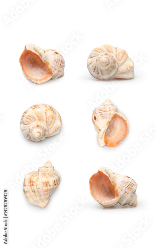 Collection of Six Seashells on White Background
