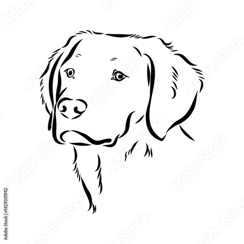 spanish breton dog Breton epagnole dog, vector sketch