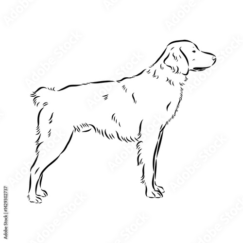 spanish breton dog Breton epagnole dog, vector sketch