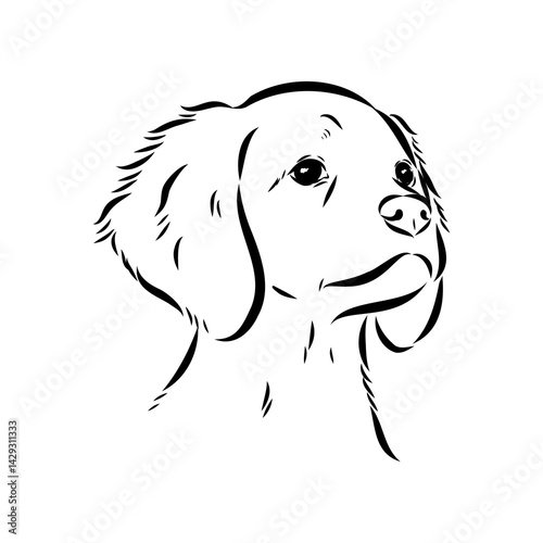 spanish breton dog Breton epagnole dog, vector sketch