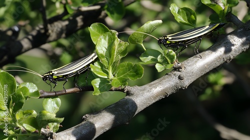 Striped Insects on Branch, Nature Closeup, Two Bugs on Green Leaves photo