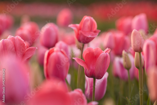 A stunning field of vibrant pink tulips in full bloom, bathed in warm sunset light.