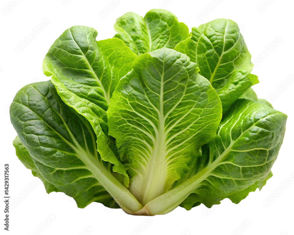 Fototapeta premium cabbage isolated on white background
