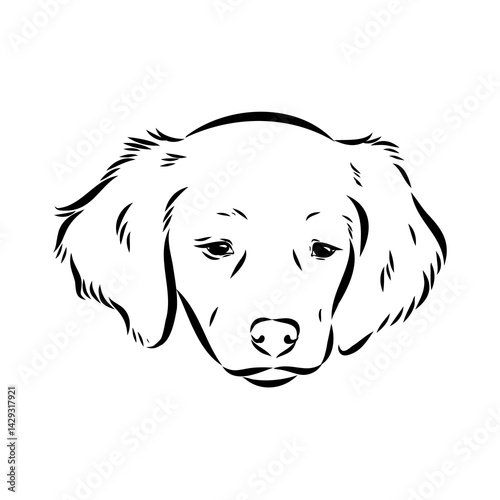 spanish breton dog Breton epagnole dog, vector sketch