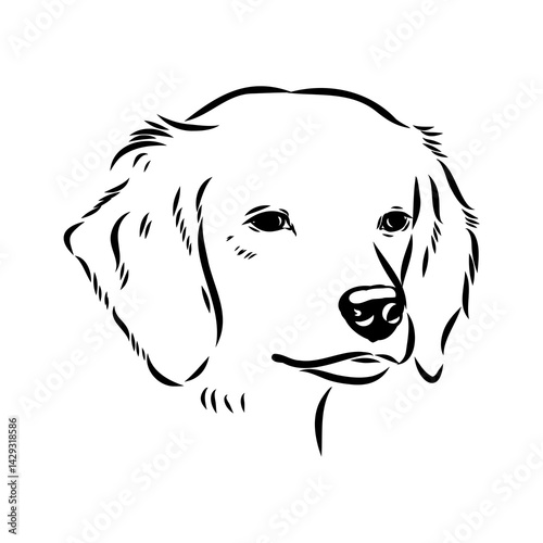 spanish breton dog Breton epagnole dog, vector sketch