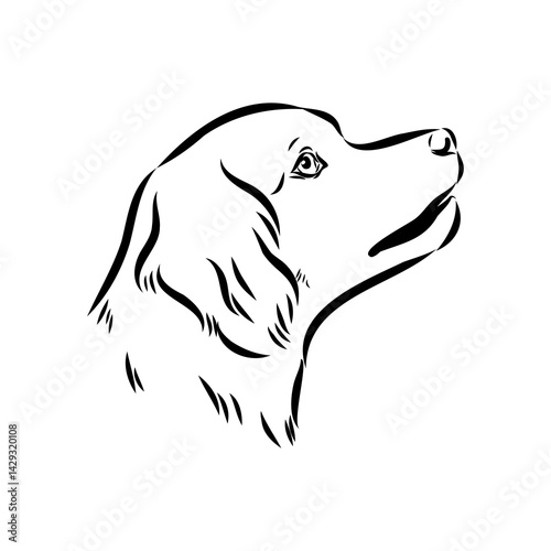spanish breton dog Breton epagnole dog, vector sketch