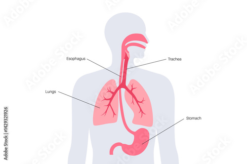 Respiratory and digestive systems