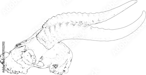 Skull with horn line art