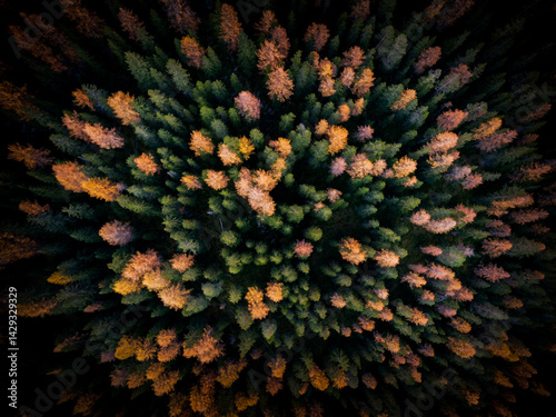 Aerial view of multi coloured autumnal larch trees in a forest, Puster Valley, South Tyrol, italy photo