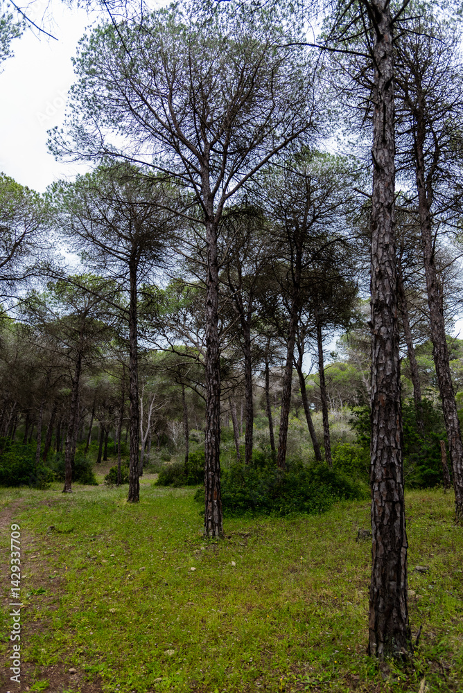 Beautiful forest view from Tunisia