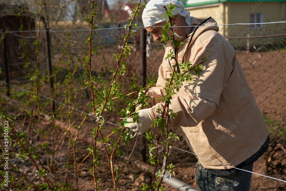 An adult man is tying raspberry bushes to the trellis. Spring. Gardening.