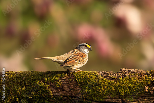 White Throated Sparrow