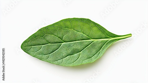 Obraz na płótnie Green leaf on white background with shadow to its left w salonie